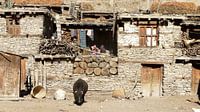 'Yak', Manang- Nepal van Martine Joanne thumbnail