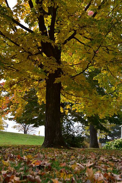 A tree in the park in autumn by Claude Laprise