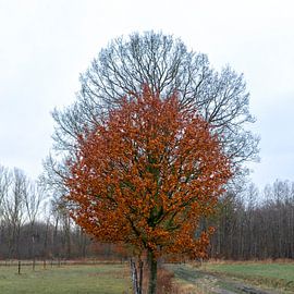 Twee eiken. by Dion de Bakker