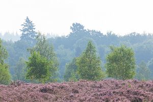 Heidelandschaft mit Morgennebel, Heiedeblüte, Niederhaverbeck, Naturpark Lüneburger Heide, Niedersac