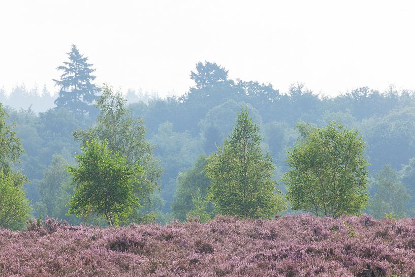 Heidelandschap met ochtendmist, Heiedebloesem, Niederhaverbeck, Lüneburger Heide-natuurpark, Nedersa van Torsten Krüger