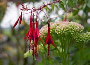 Fuchsienblüten von Leo Kortenbout Miniaturansicht