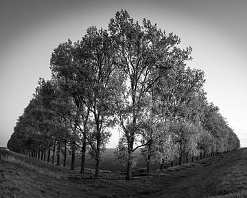Zwart-Wit compositie met bomen in de Carel Coenraadpolder van Henk Meijer Photography