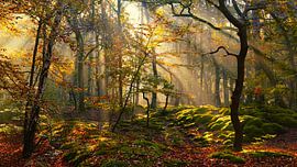 Autumn in golden forest by Ger vd Broek natuurfotografie