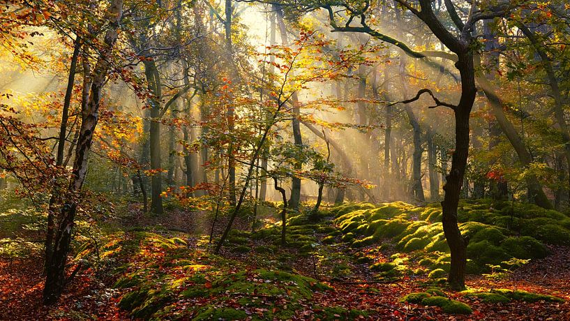 Herbst im goldenen Wald von Ger vd Broek natuurfotografie