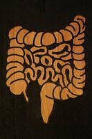 Intestines (3/3)
