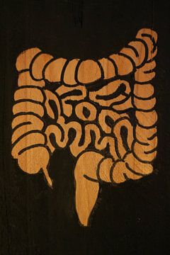 Intestines (3/3)