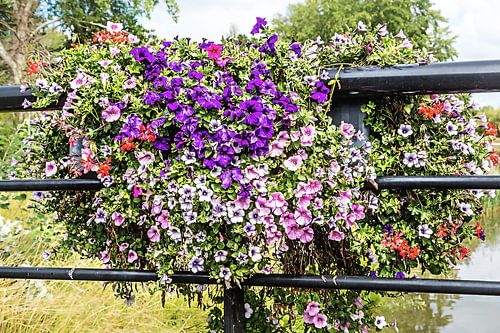 Colourful flowers on a bridge railing