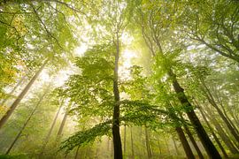 Atmosphärischer Wald im Herbst mit Nebel in der Luft von Sjoerd van der Wal Fotografie