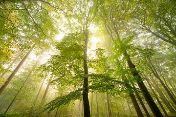 Sfeervol bos in de herfst met mist in de lucht van Sjoerd van der Wal