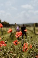 Coquelicots sauvages photographiés dans le Limbourg un jour d'été | Photographie de nature | Photogr