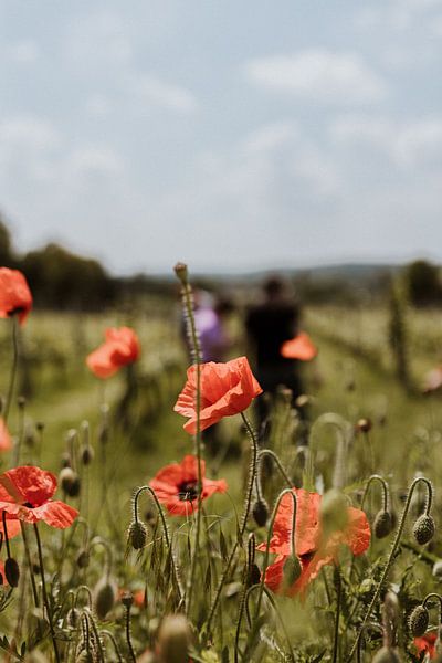 Coquelicots sauvages photographiés dans le Limbourg un jour d'été | Photographie de nature | Photogr par eighty8things