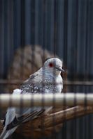 Diamond Pigeon Doll