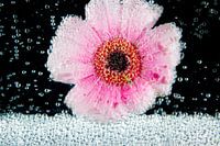 Frisse bloem