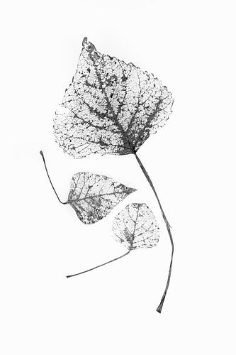 Graphic. Botanical. Japandi. 4. Basic.