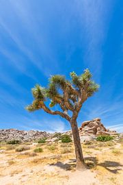 Joshua Tree Idyll by Melanie Viola