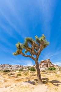 Joshua Tree Idyll van Melanie Viola