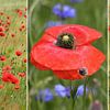 Collage - Fleurs de pavot et coquelicots dans un champ de céréales sur SusaZoom