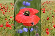 Collage - Klaproosbloesem en klaprozen in een graanveld van SusaZoom thumbnail