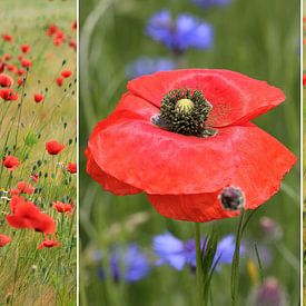 Collage - Klaproosbloesem en klaprozen in een graanveld van SusaZoom