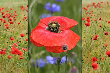Collage - Klaproosbloesem en klaprozen in een graanveld van SusaZoom