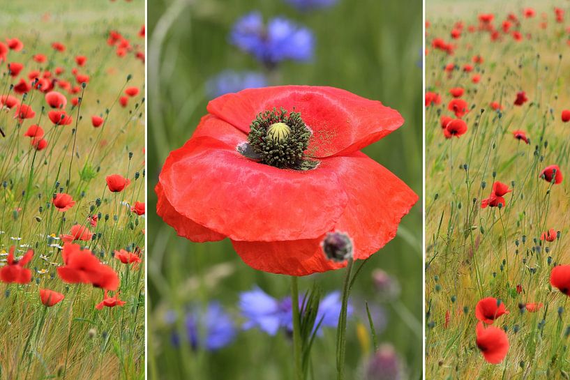 Collage - Klaproosbloesem en klaprozen in een graanveld van SusaZoom
