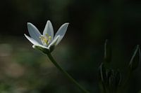 Bosanemoon in het park.2