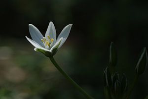 Anémone des bois dans le parc.2