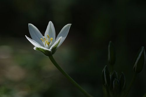 Bosanemoon in het park.2