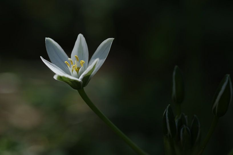Wood anemone in the park.2 by Daniëlle Eibrink Jansen