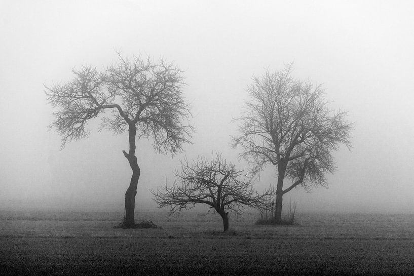 3 Bäume im Nebel von Flatfield