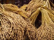 Rijst oogst van Stijn Cleynhens thumbnail