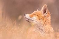 Zen Fox Baby van Roeselien Raimond thumbnail