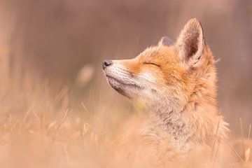 Bébé renard zen sur Roeselien Raimond