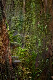 Mushrooms on a dead tree trunk by Jenco van Zalk