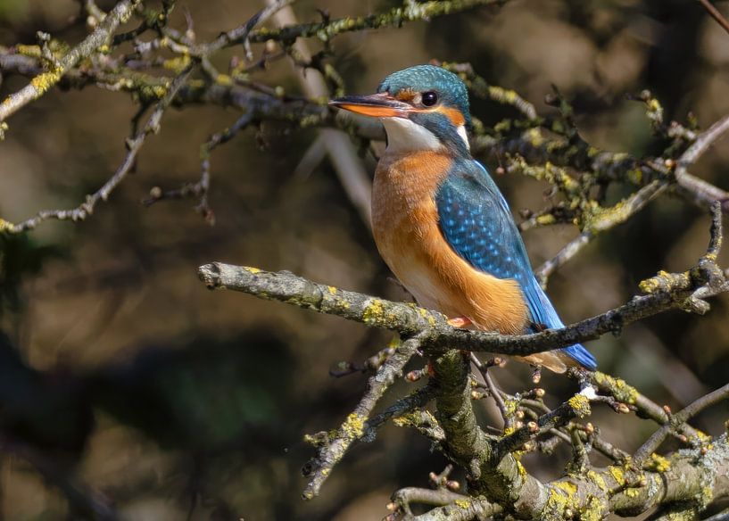 IJsvogel vrouw rustend tussen de takken van Eric Wander