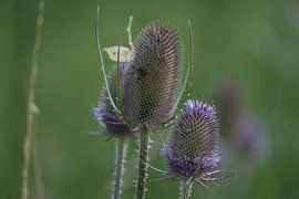 Blumen von Maaike Krimpenfort