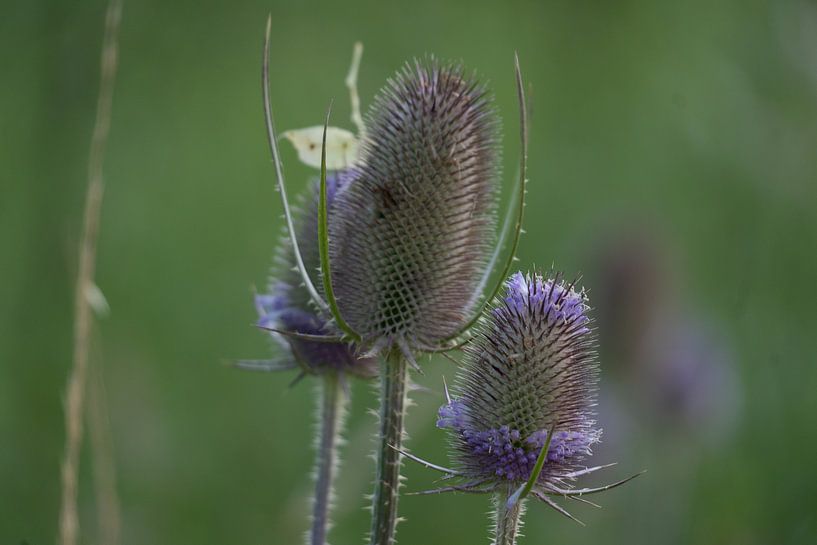 Blumen von Maaike Krimpenfort