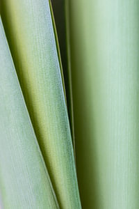 Amaryllis bladeren