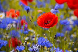 Mohnblüte im Kornblumenfeld von Uwe Merkel