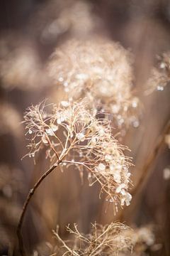 Rustic Winter Snowball van Rika Conradi