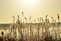 Reed in the Sun