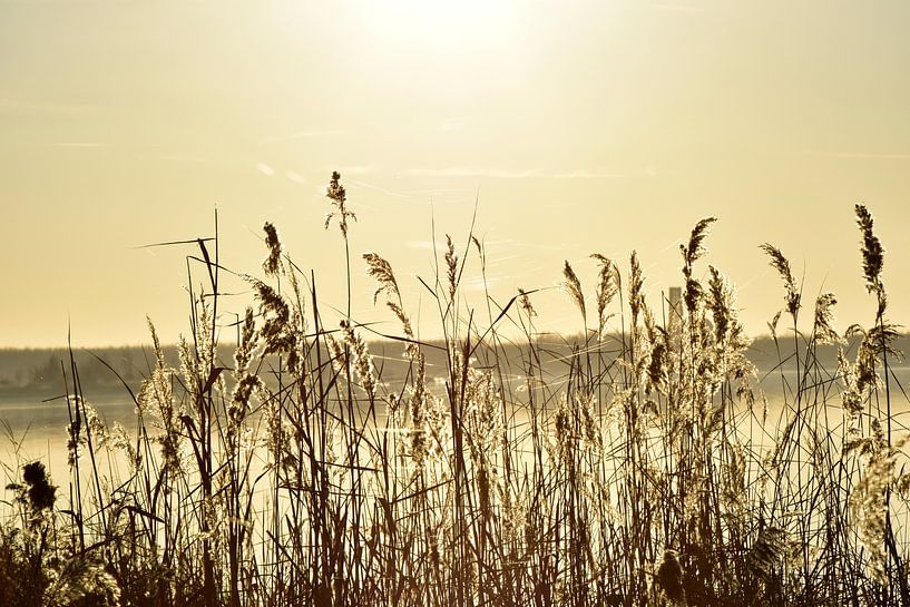 Reed in the Sun by Marcel Ethner