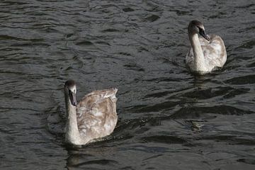 Jonge zwanen