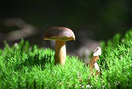 mushroom by Ron Linde