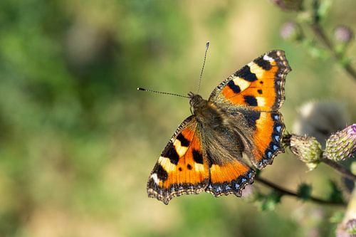 Kleine vos (Aglais urticae) Vlinder op een bloem