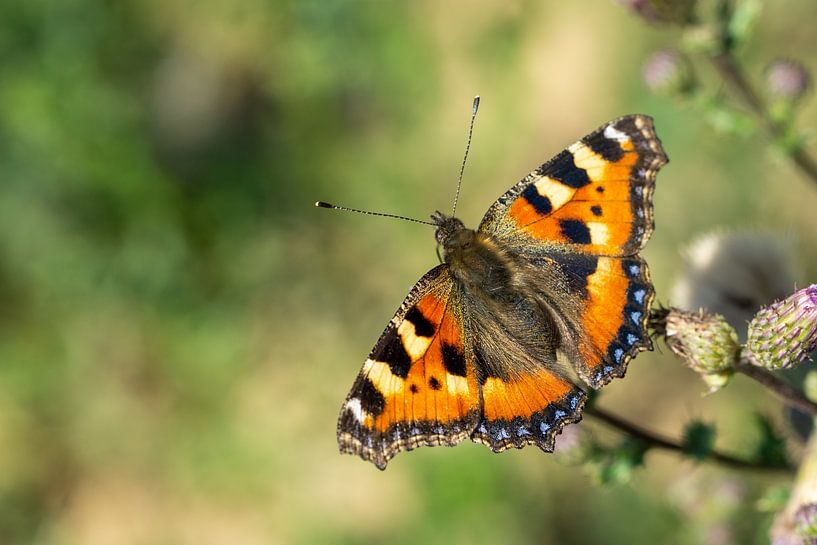 Kleine Fuchs (Aglais urticae) Schmetterling auf einer Blume von Animaflora PicsStock