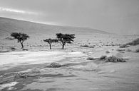 Deathvlei en Namibie après une rare pluie. par Jan van Reij Aperçu