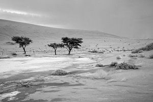 Deathvlei en Namibie après une rare pluie. sur Jan van Reij