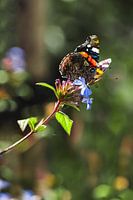 The Colourful Splendour of the Thistle butterfly